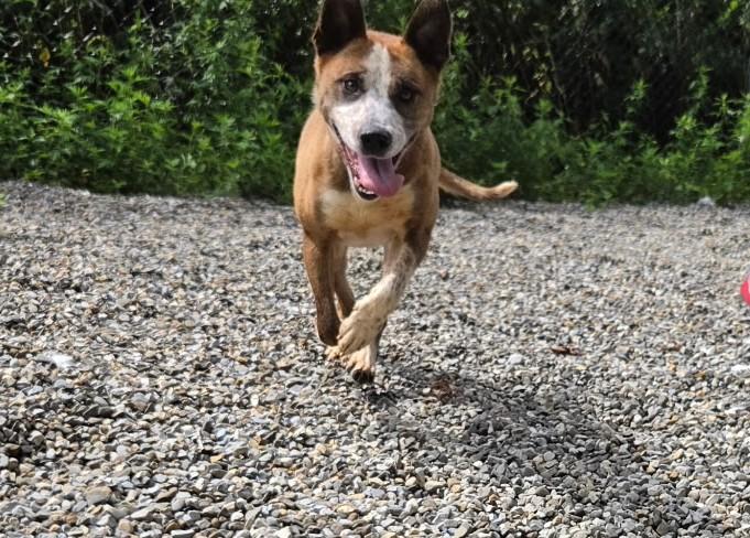 Enlarge Magnolia (aka Maggie), a Adoptable Mixed Breed in Lake Hopatcong, NJ image 3/5