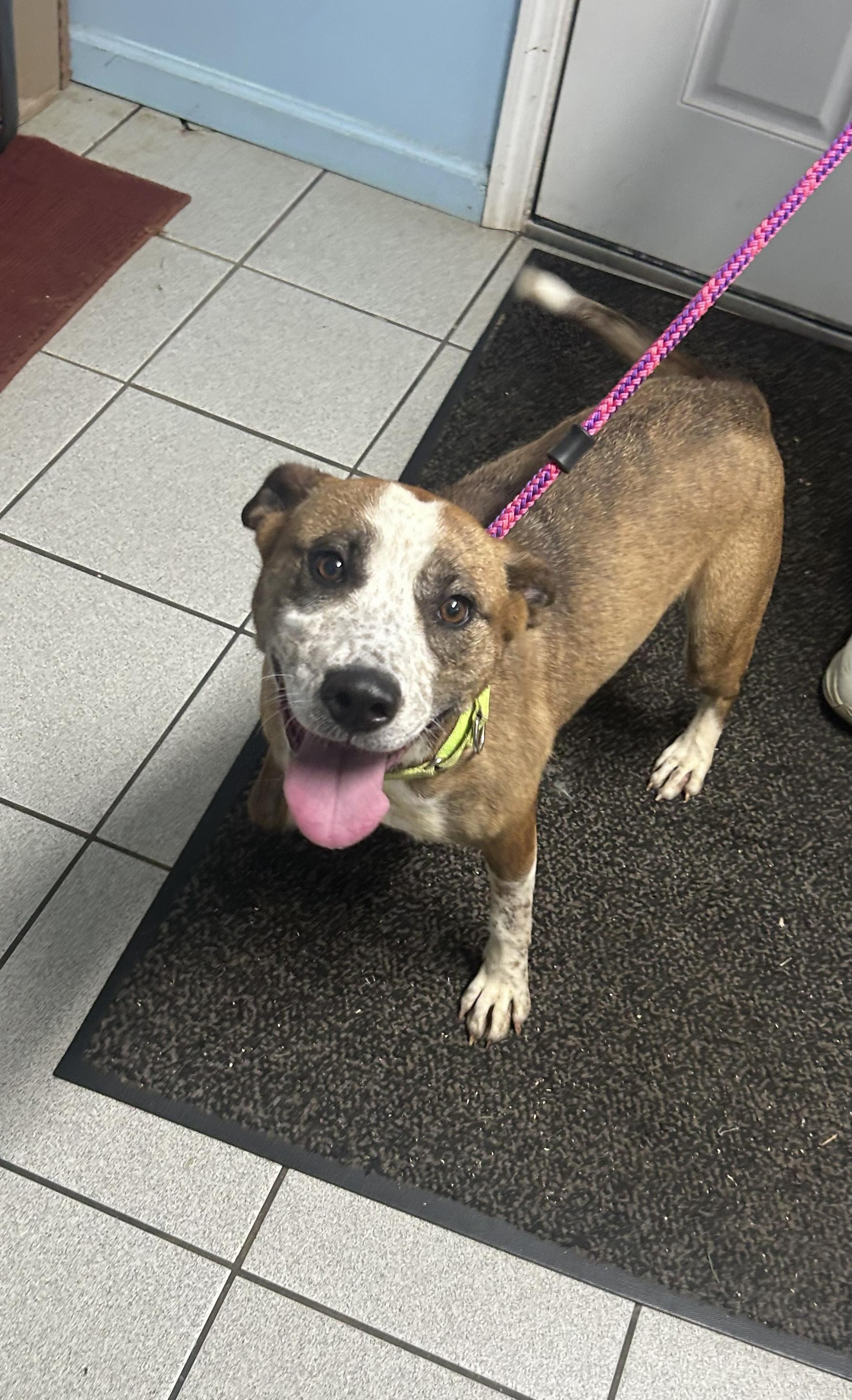 Magnolia (aka Maggie), Adoptable, Adult Female Mixed Breed.