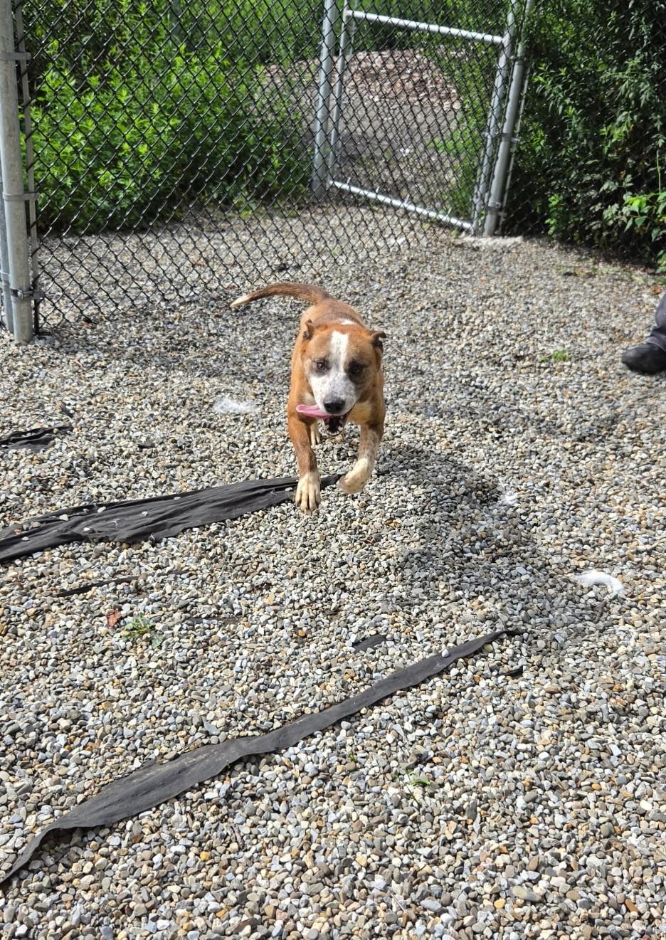 Enlarge Magnolia (aka Maggie), a Adoptable Mixed Breed in Lake Hopatcong, NJ image 4/5