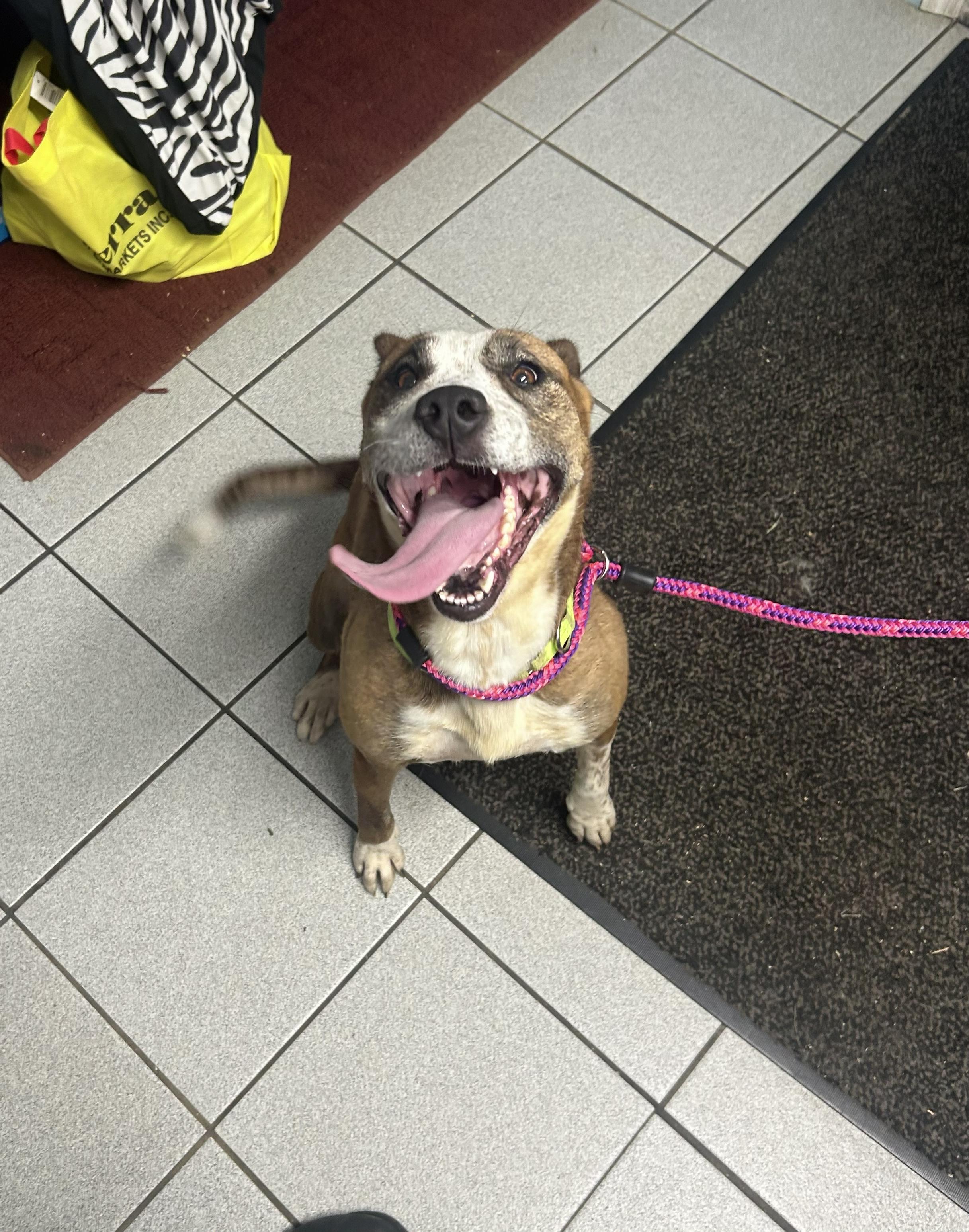 Enlarge Magnolia (aka Maggie), a Adoptable Mixed Breed in Lake Hopatcong, NJ image 5/5