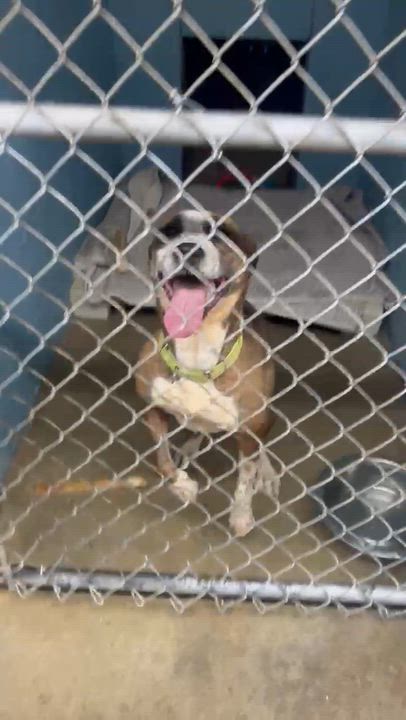 Enlarge Magnolia (aka Maggie), a Adoptable Mixed Breed in Lake Hopatcong, NJ video 2/5