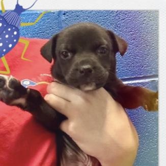 Enlarge Beetle, a ADOPTABLE mixed breed in Copiague, NY image 1/1