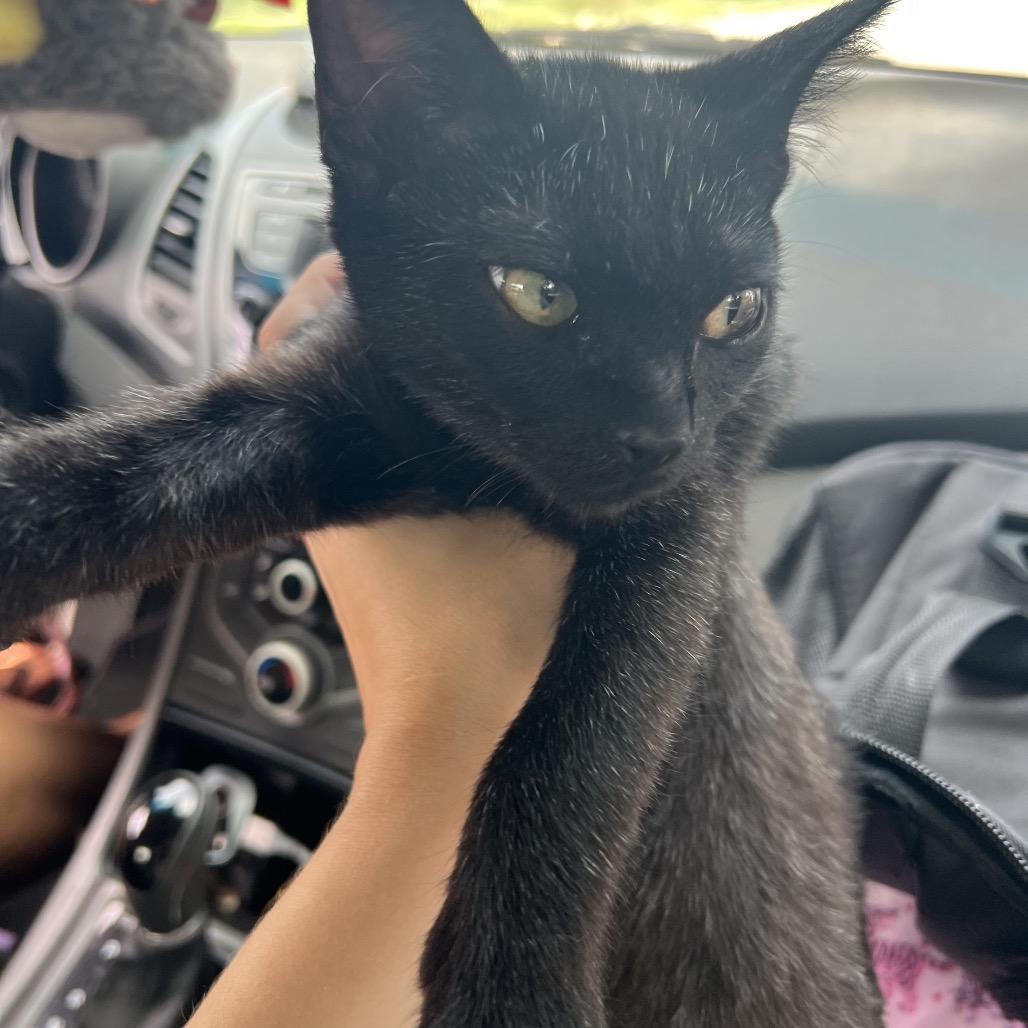 Enlarge KYO, a Adoptable Domestic Short Hair in San Antonio, TX image 1/5
