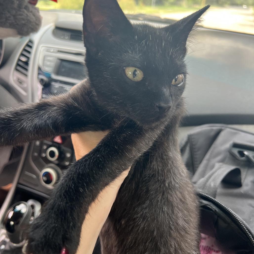 Enlarge KYO, a Adoptable Domestic Short Hair in San Antonio, TX image 2/5