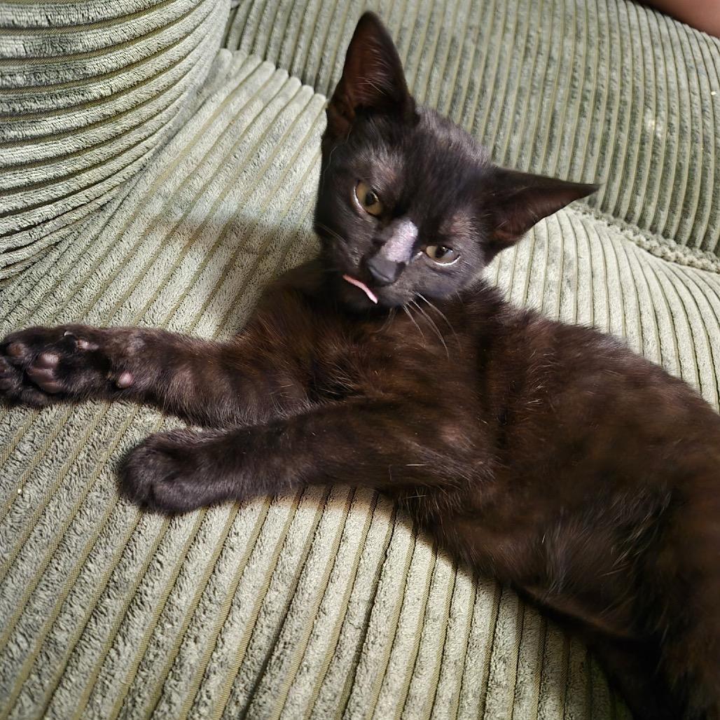 KYO, Adoptable, Kitten Male Domestic Short Hair.