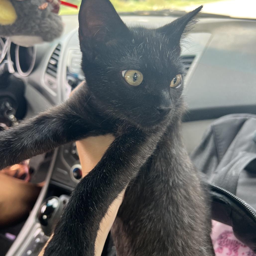 Enlarge KYO, a Adoptable Domestic Short Hair in San Antonio, TX image 4/5