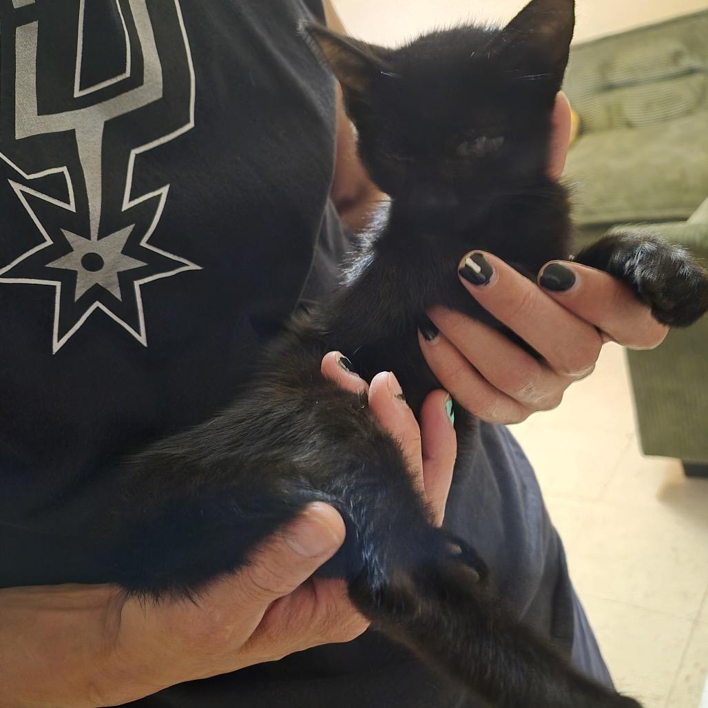 Enlarge KYO, a Adoptable Domestic Short Hair in San Antonio, TX image 2/2