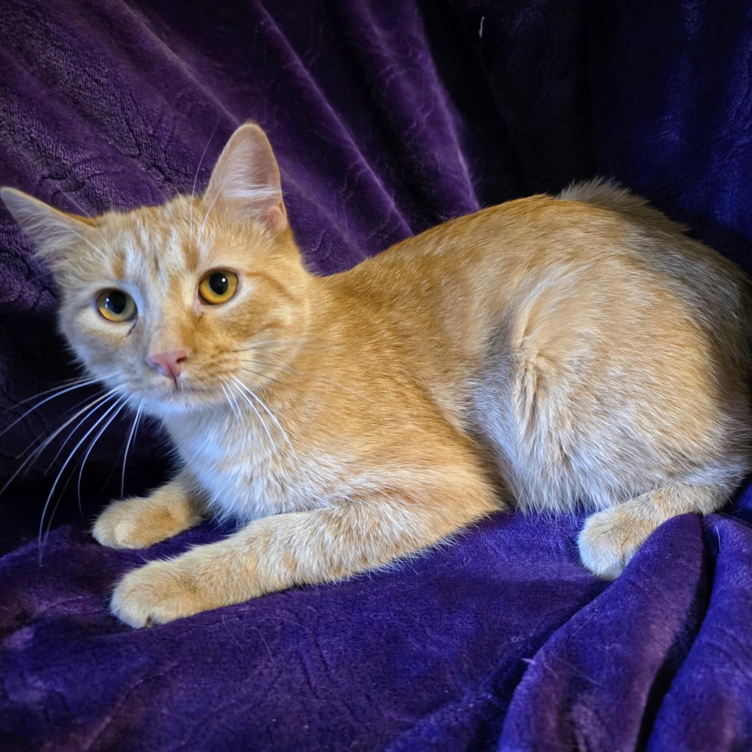 Smudge, ADOPTABLE, Young Male Domestic Short Hair.