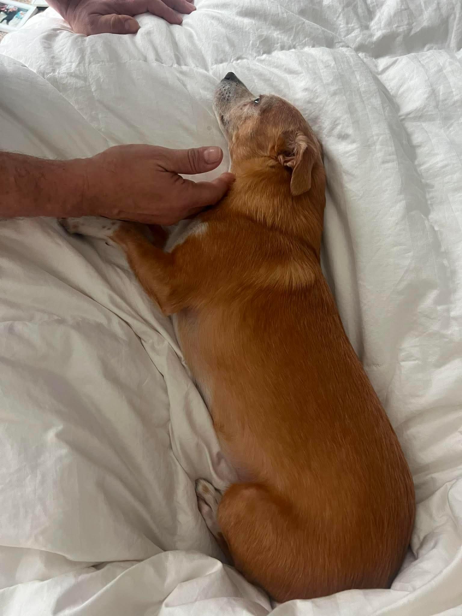Taco, a ADOPTABLE Chiweenie in Baker, LA image 5/5