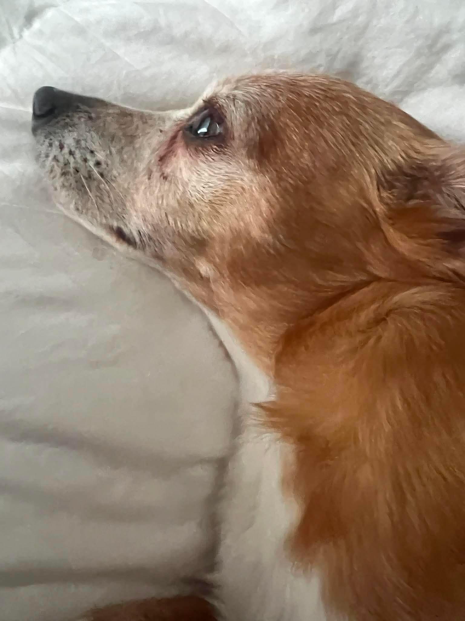 Taco, a ADOPTABLE Chiweenie in Baker, LA image 2/5