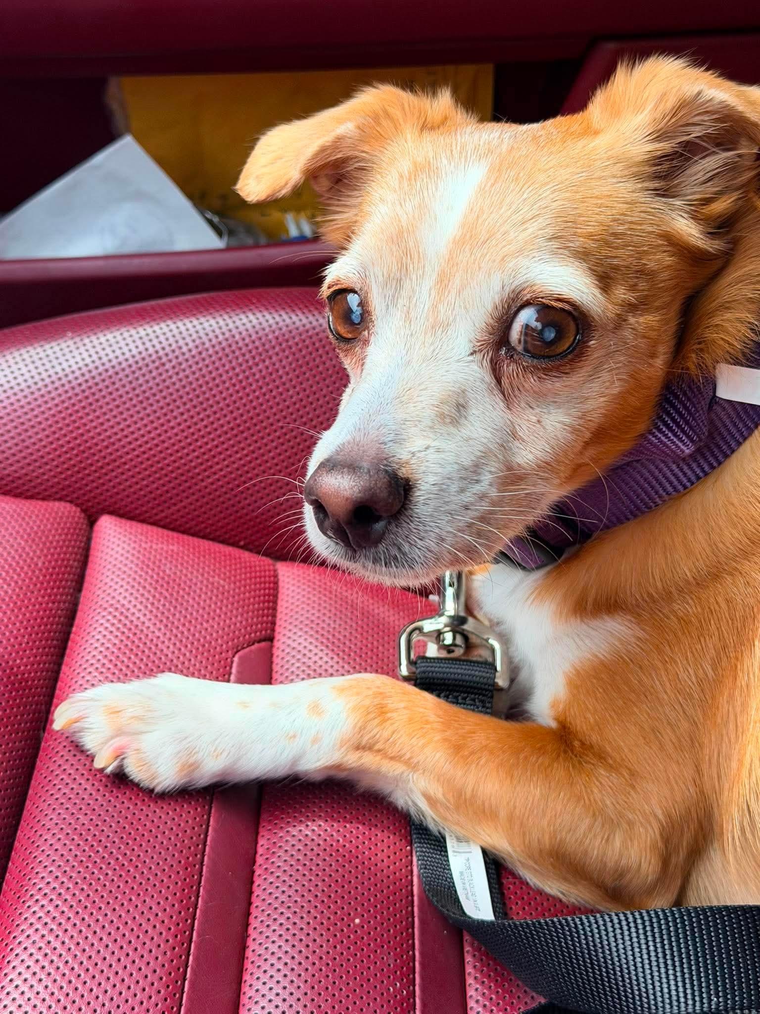 Taco, ADOPTABLE, Adult Male Chiweenie.