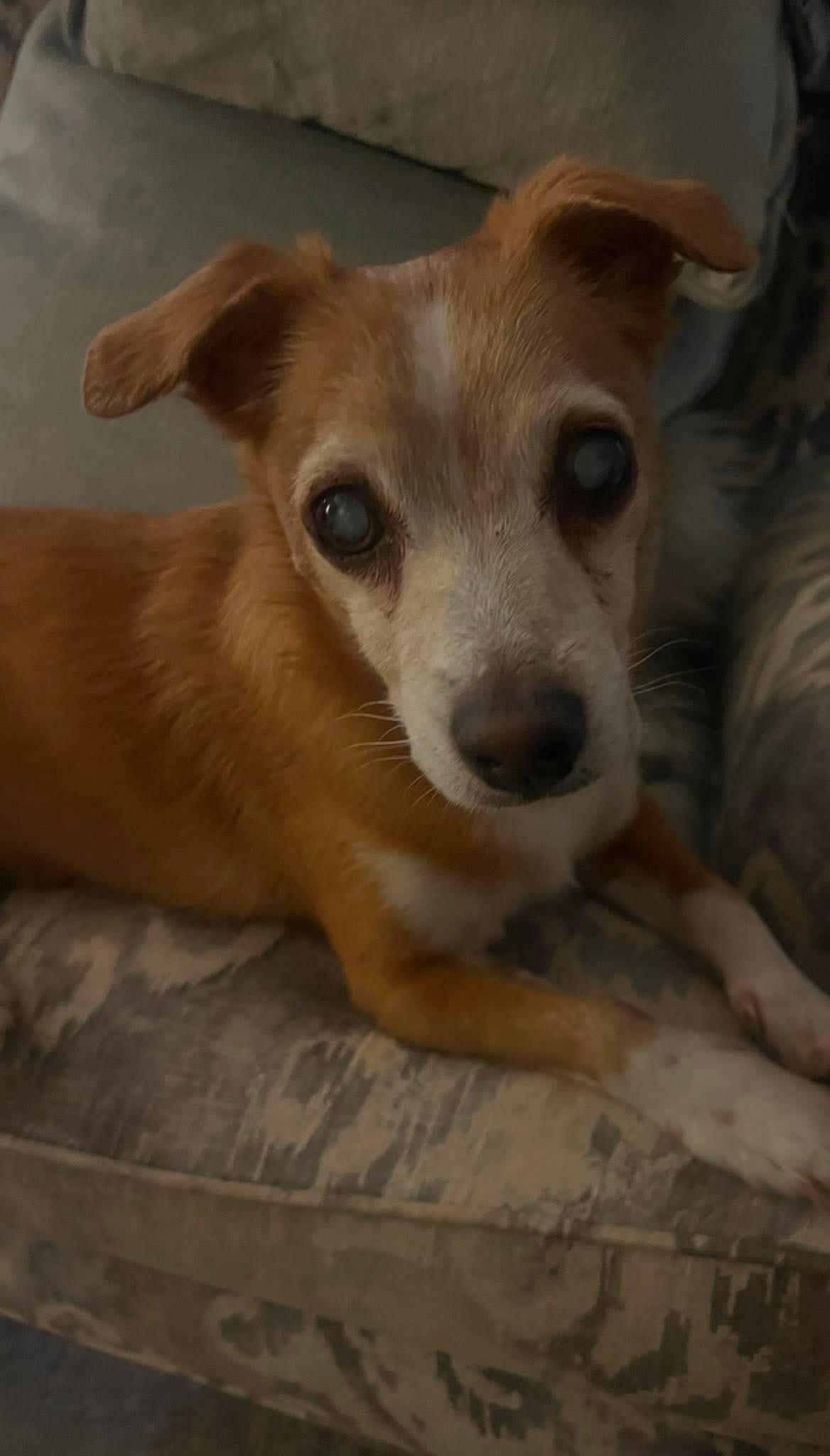 Taco, a ADOPTABLE Chiweenie in Baker, LA image 4/5