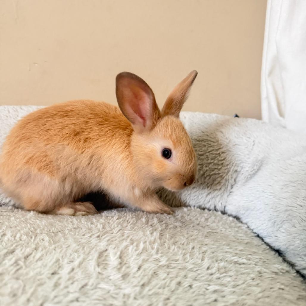 Reese's, a Adoptable American in Winston-Salem, NC image 1/3