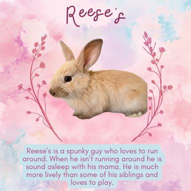Reese's, a Adoptable American in Winston-Salem, NC image 2/3
