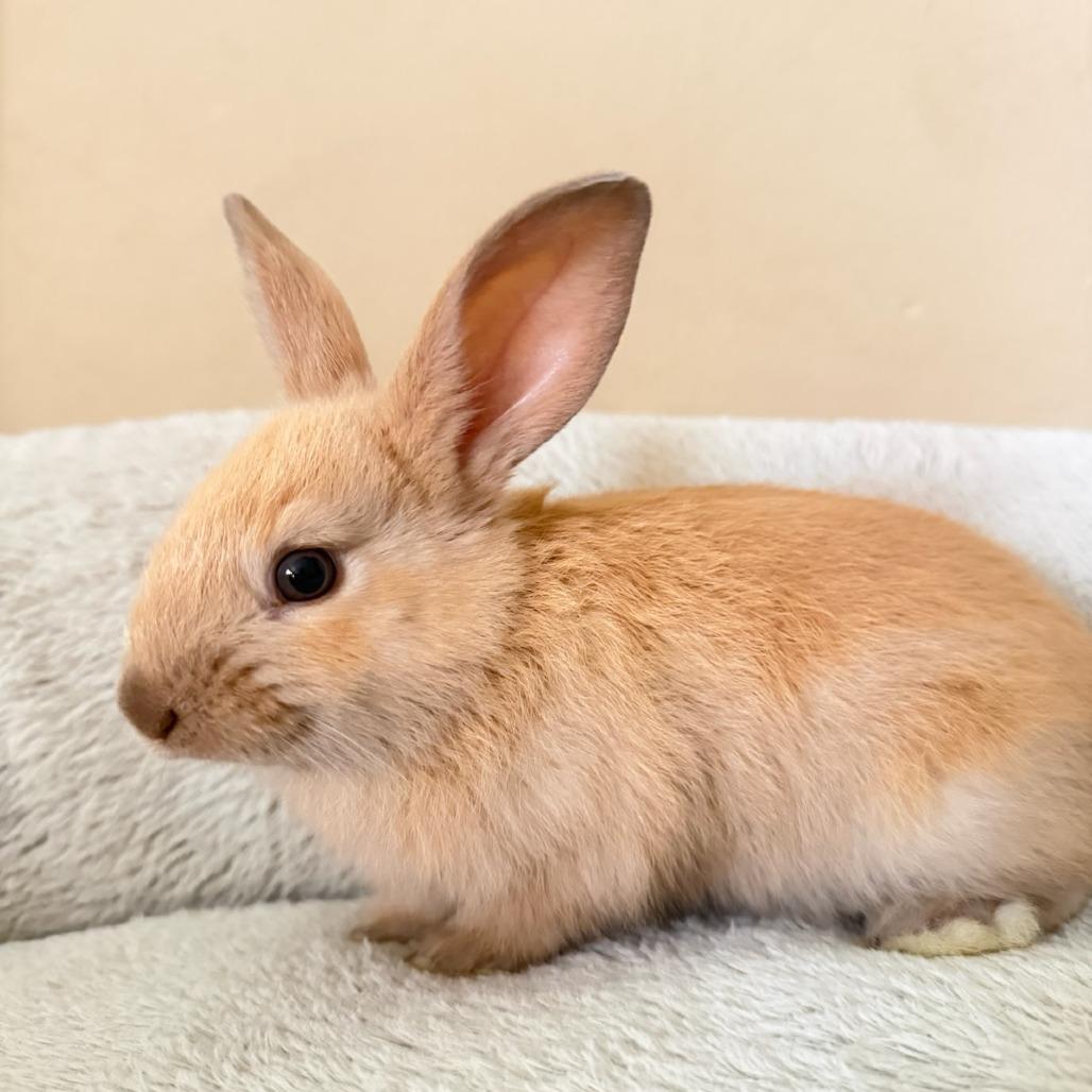 Reese's, a Adoptable American in Winston-Salem, NC image 3/3