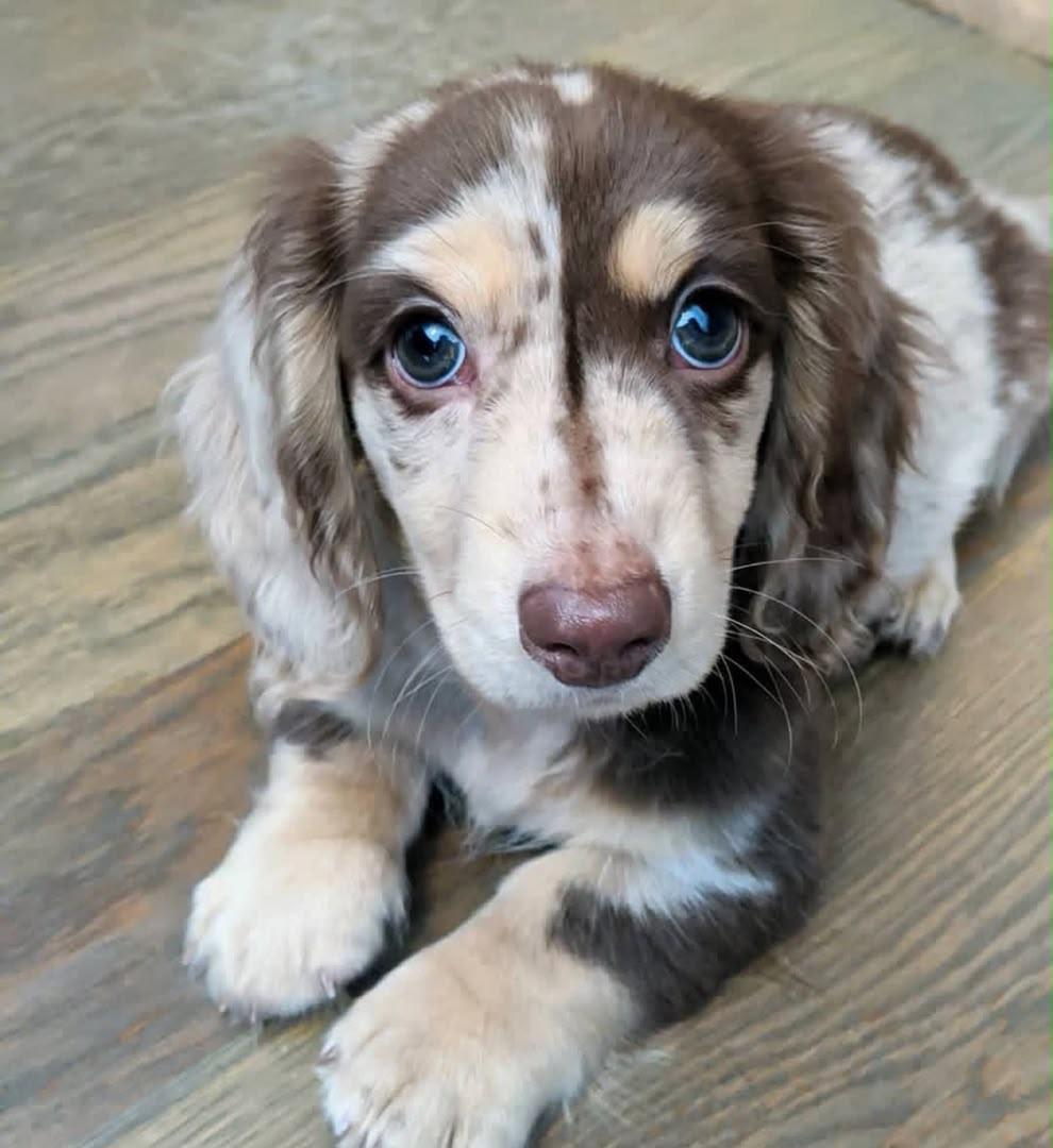 Enlarge Rainy, a Adoptable Dachshund in Woodsfield, OH image 1/1