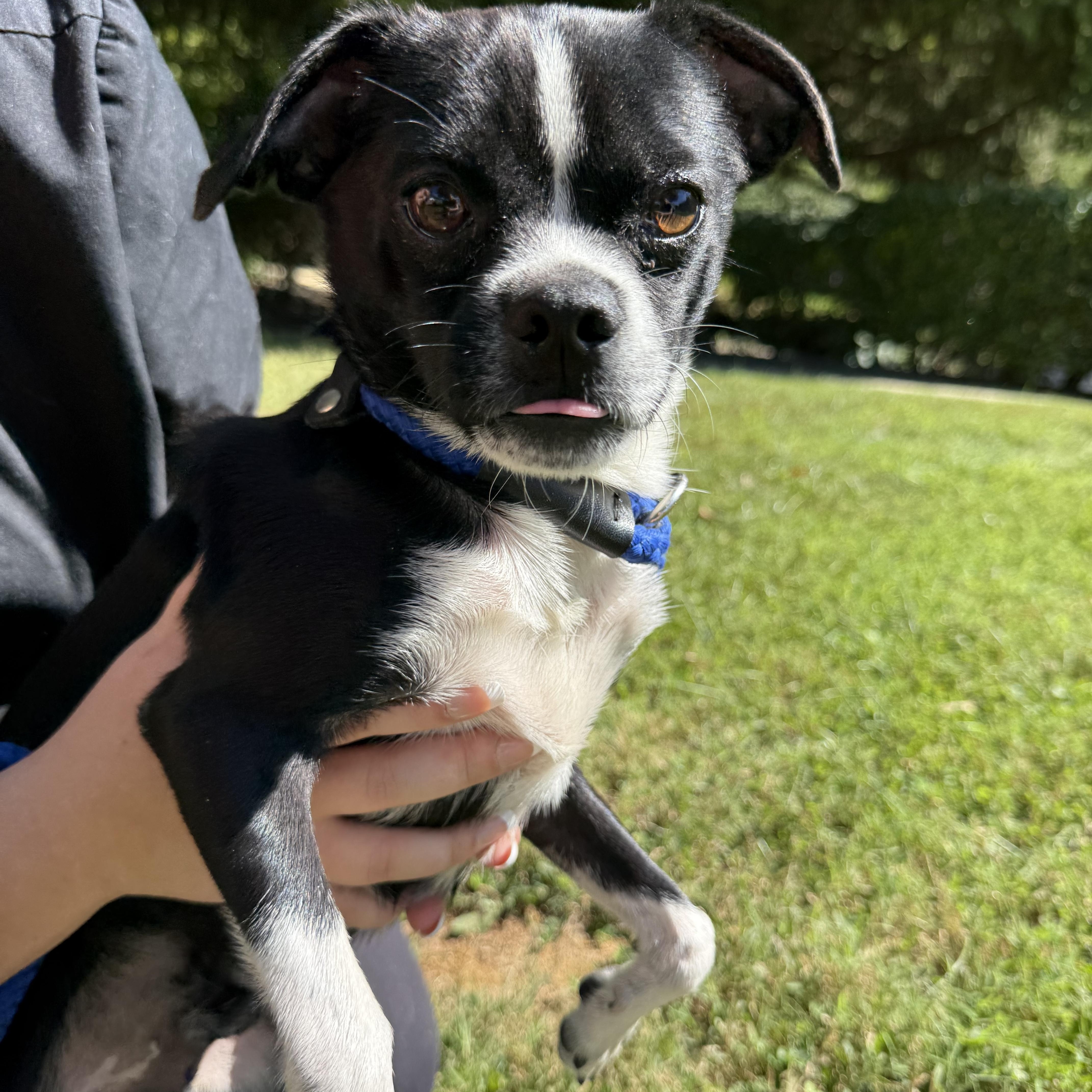 Enlarge Chiclet, a Adoptable mixed breed in Latrobe, PA image 6/6