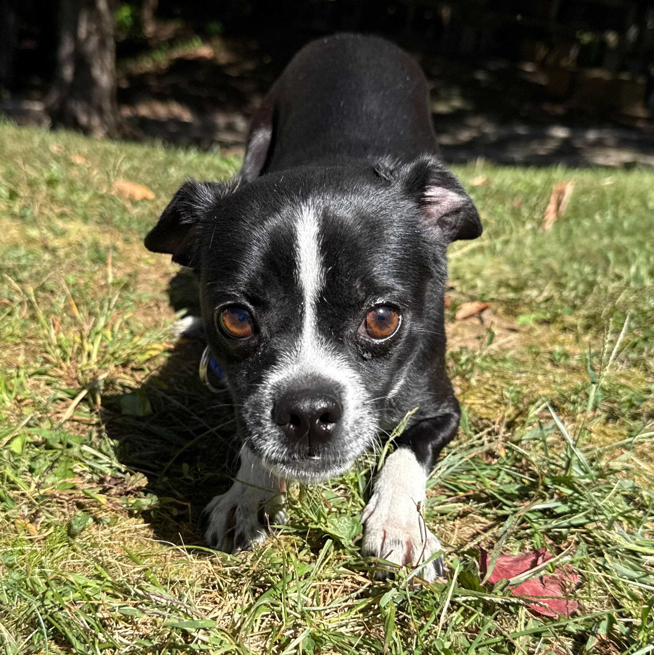 Enlarge Chiclet, a Adoptable mixed breed in Latrobe, PA image 2/6