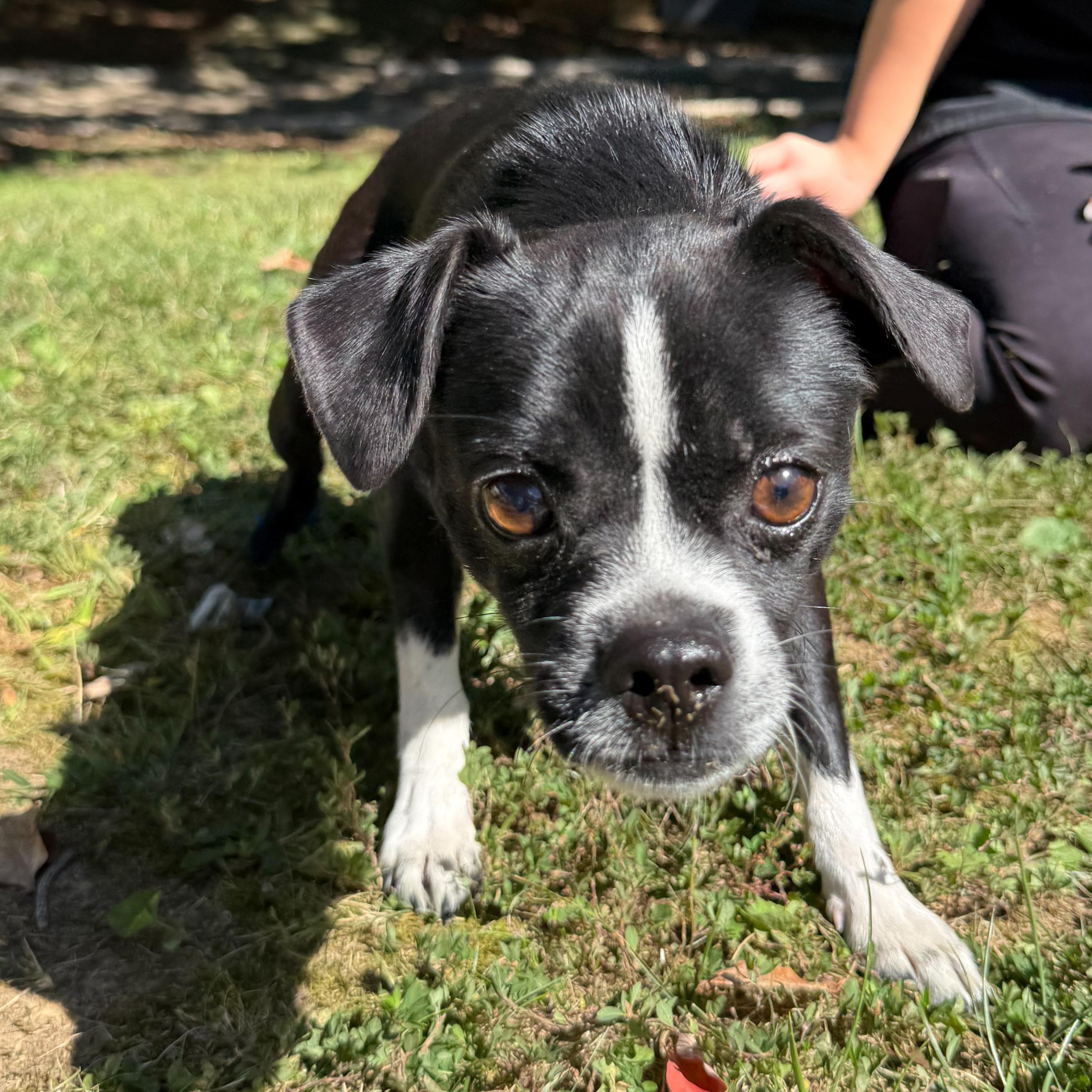 Enlarge Chiclet, a Adoptable mixed breed in Latrobe, PA image 4/6