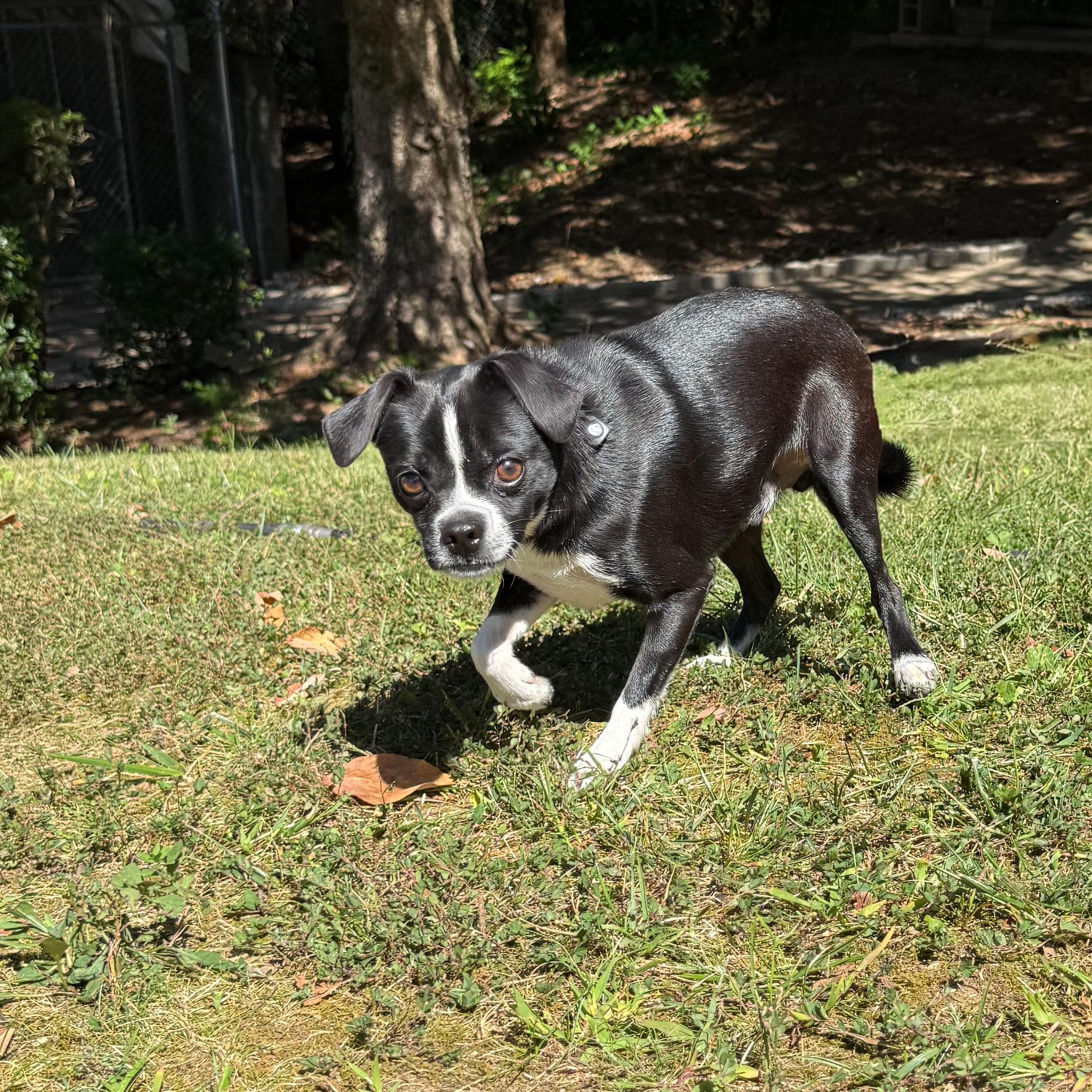 Enlarge Chiclet, a Adoptable mixed breed in Latrobe, PA image 3/6