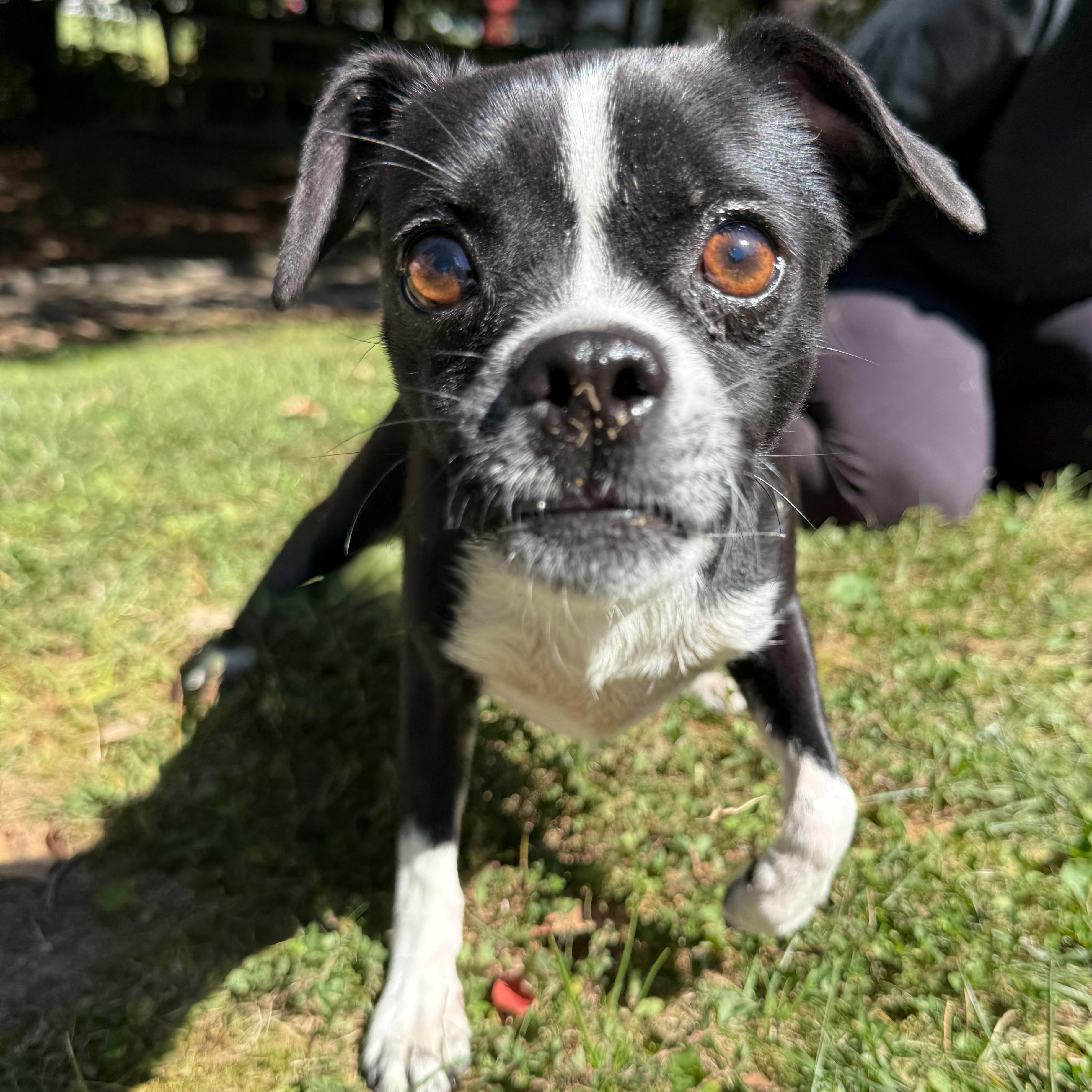 Chiclet, Adoptable, Adult Male Chihuahua & Boston Terrier.