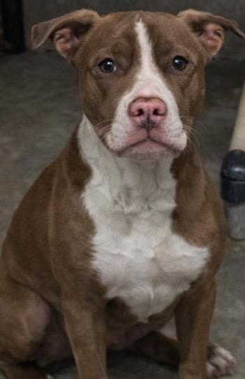 Enlarge Linc, a Adoptable Pit Bull Terrier in Swainsboro, GA image 1/2