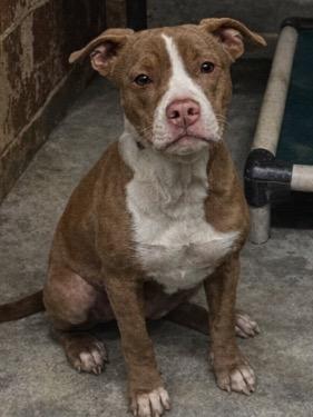 Enlarge Linc, a Adoptable Pit Bull Terrier in Swainsboro, GA image 2/2