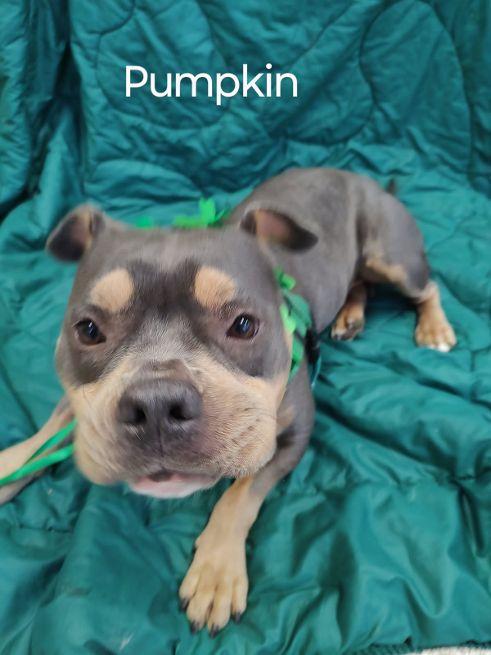 Pumpkin