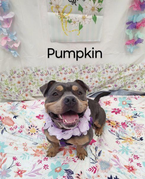 Pumpkin