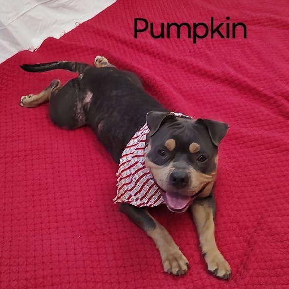 Pumpkin