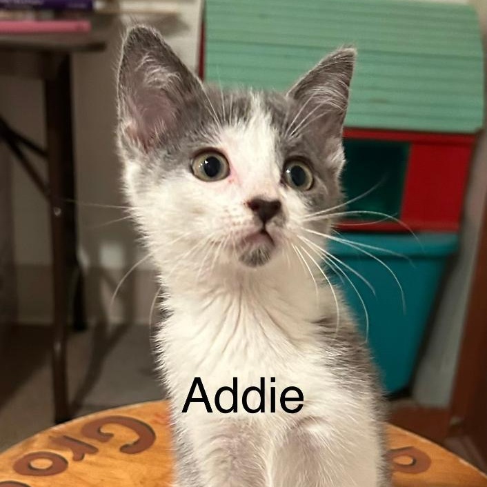 Enlarge ADDIE, a ADOPTABLE Domestic Short Hair in Gresham, WI image 1/1