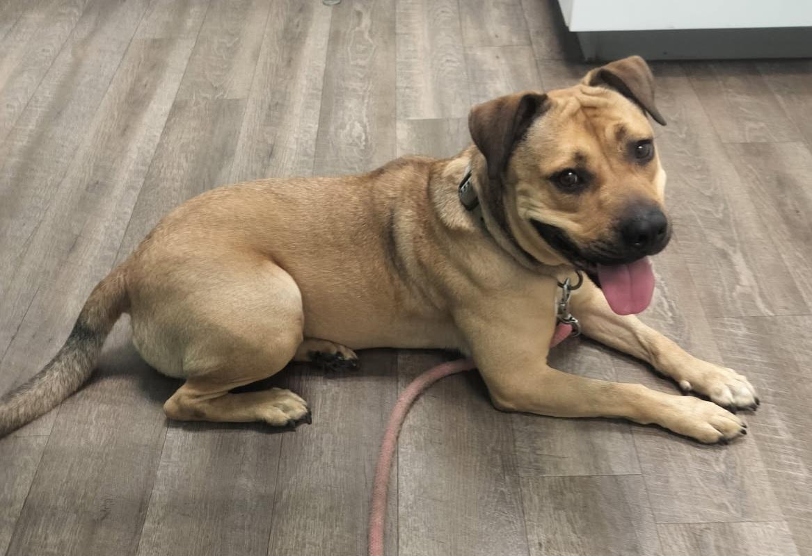 Enlarge Lucy, a Adoptable mixed breed in Saint Augustine, FL image 1/1