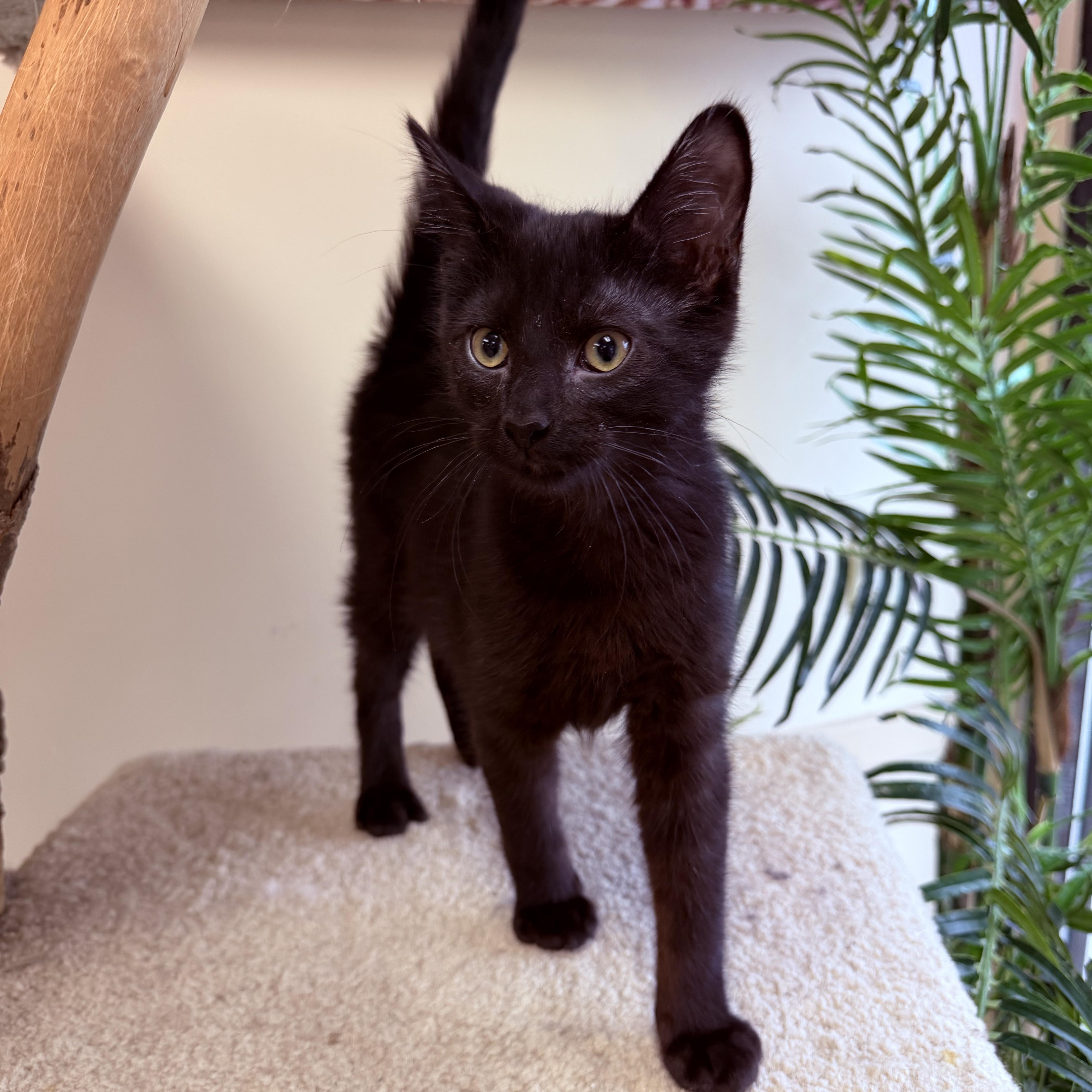 Enlarge Simon, a hold Domestic Short Hair in Madison, WI image 2/4