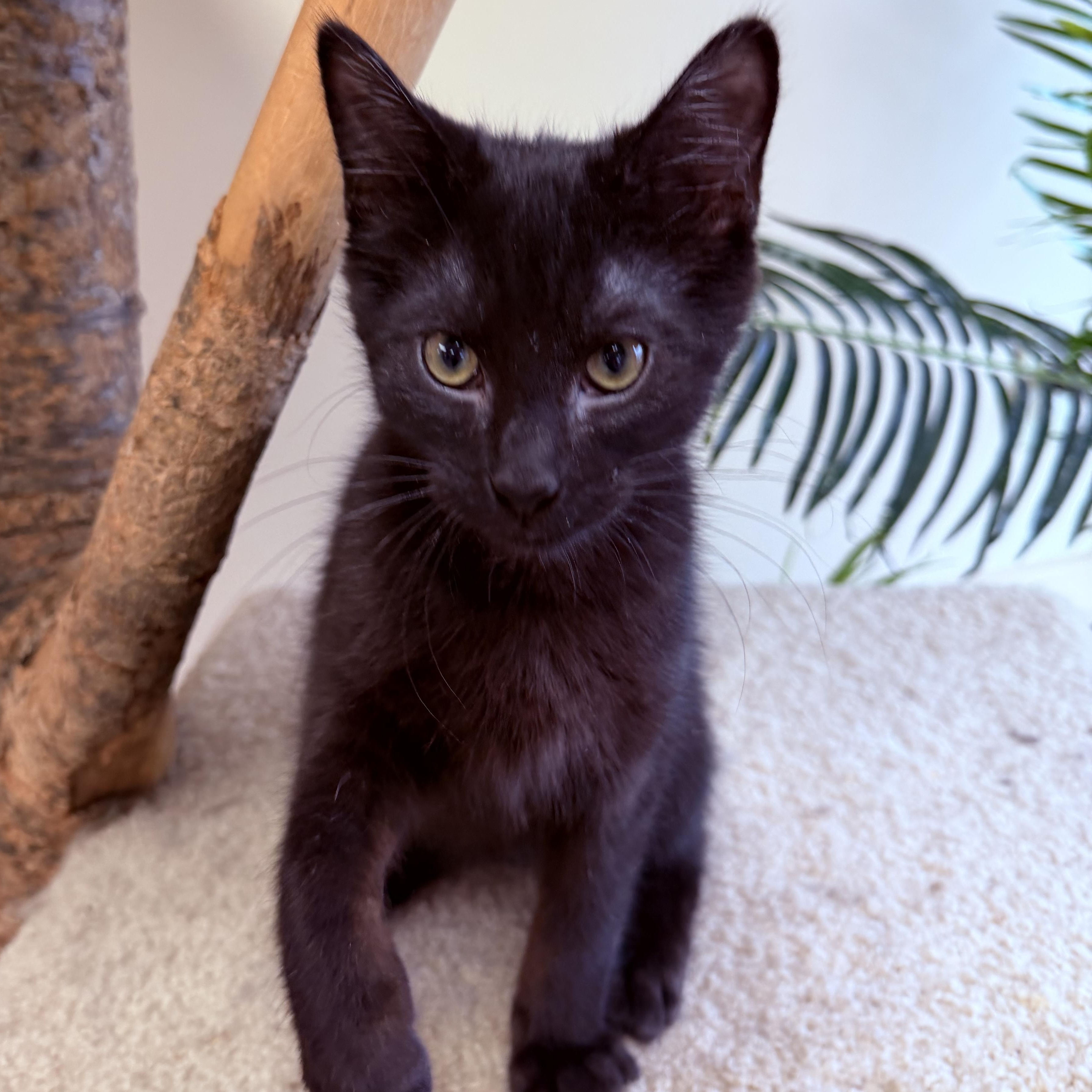 Enlarge Simon, a hold Domestic Short Hair in Madison, WI image 4/4