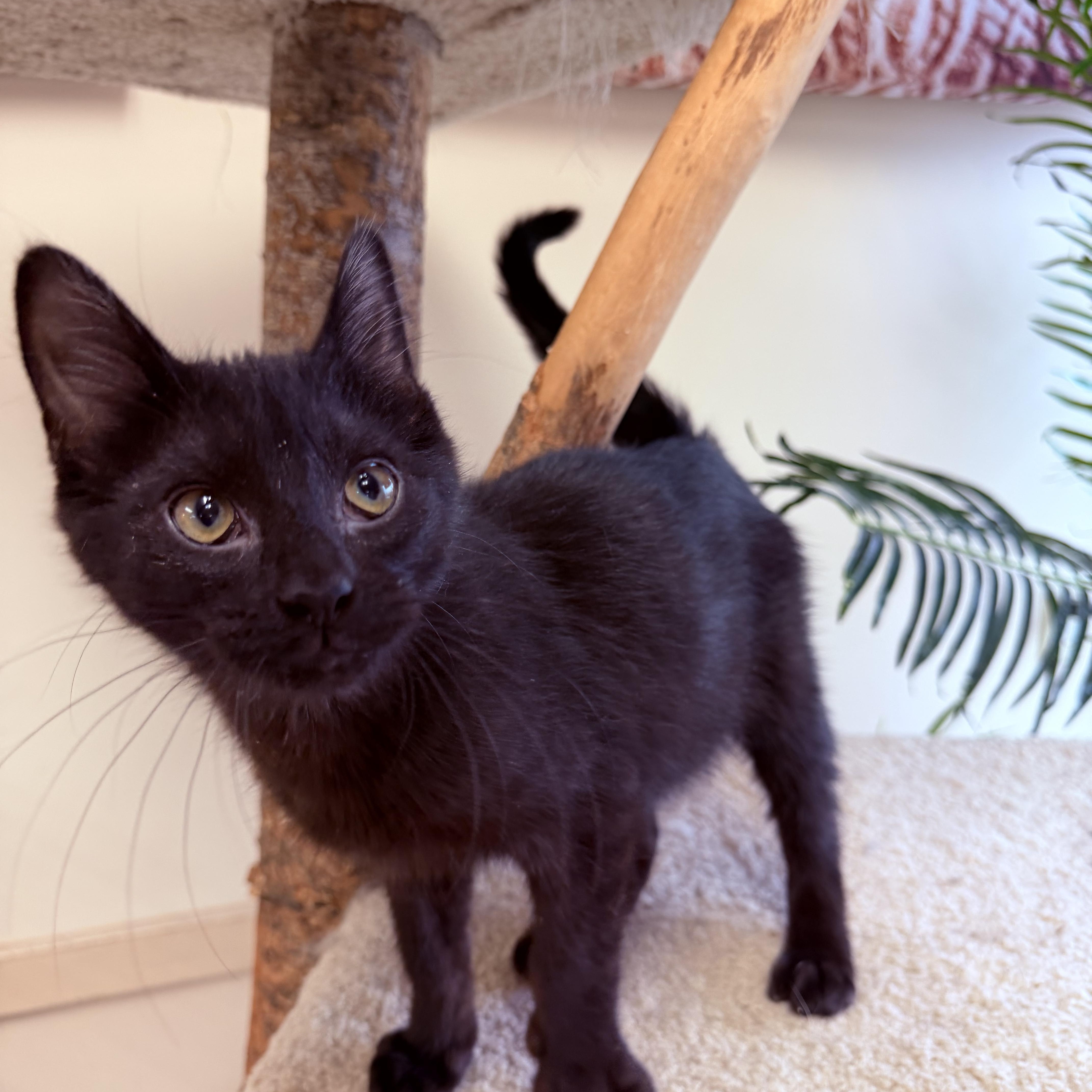 Enlarge Simon, a hold Domestic Short Hair in Madison, WI image 3/4