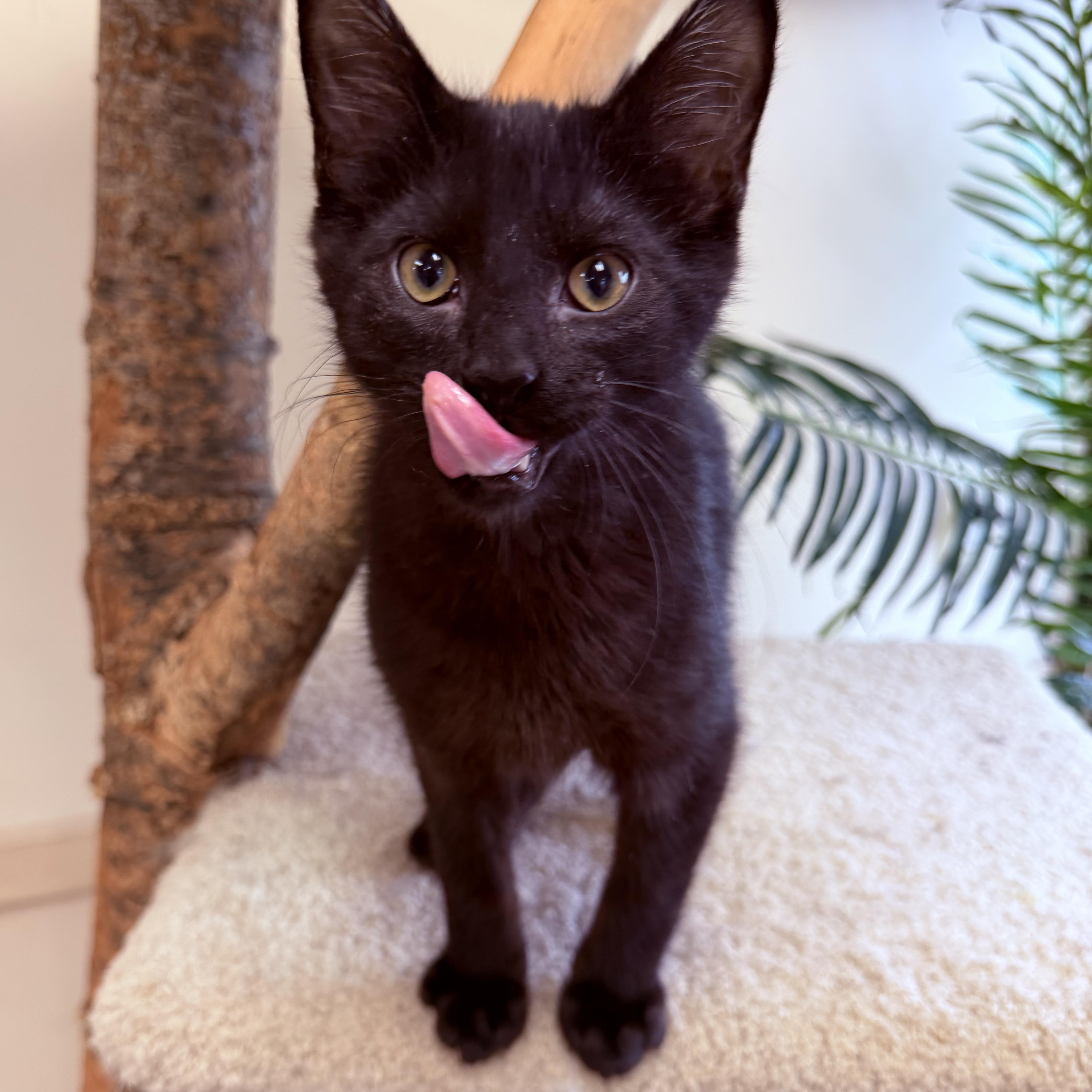 Simon, Adoptable, Kitten Male Domestic Short Hair.
