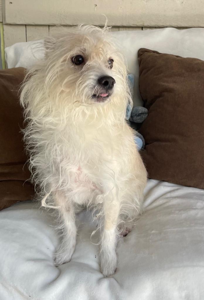 Oatie, Adoptable, Adult Male Terrier.