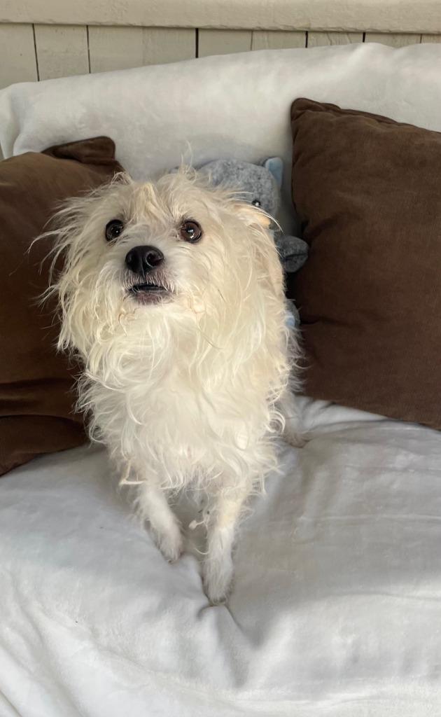 Enlarge Oatie, a Adoptable Terrier in Fort Worth, TX image 2/2