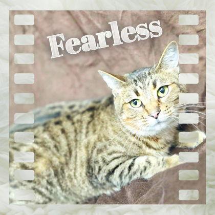 Fearless, Adoptable, Adult Female Domestic Short Hair.