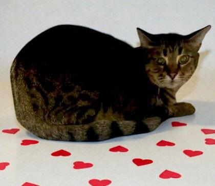 Enlarge Fearless, a Adoptable Domestic Short Hair in Sullivan, IN image 2/2