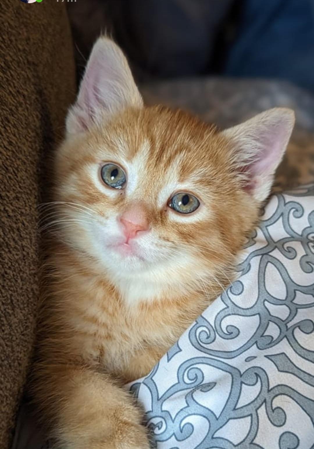 Jake, Adopted, Adult Male Domestic Short Hair.