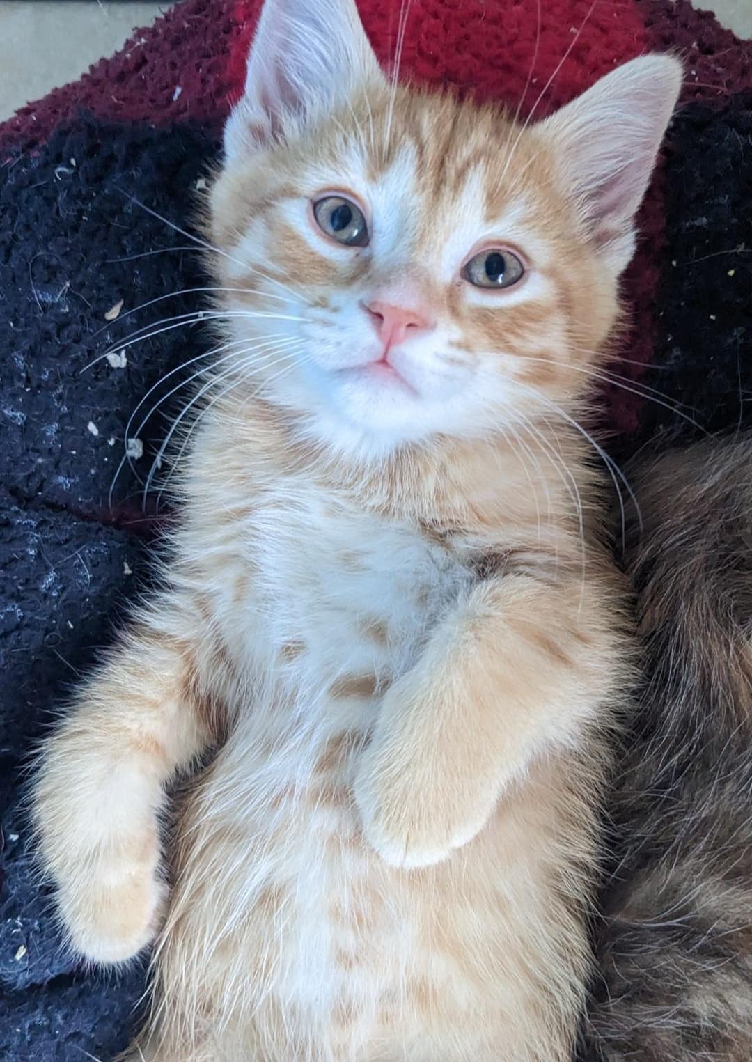Jake, a Adopted Domestic Short Hair in Guelph, ON image 2/5