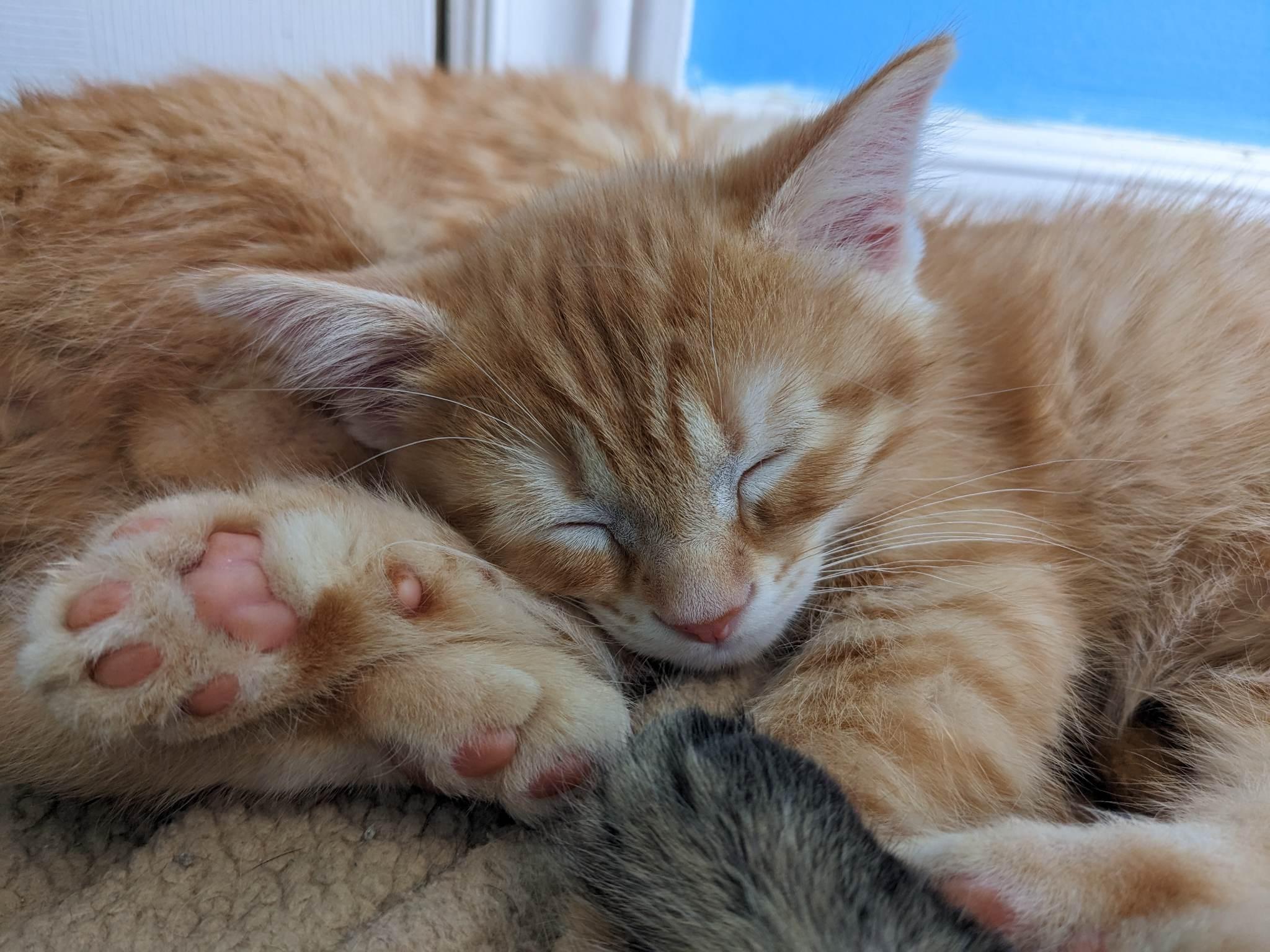 Jake, a Adopted Domestic Short Hair in Guelph, ON image 3/5