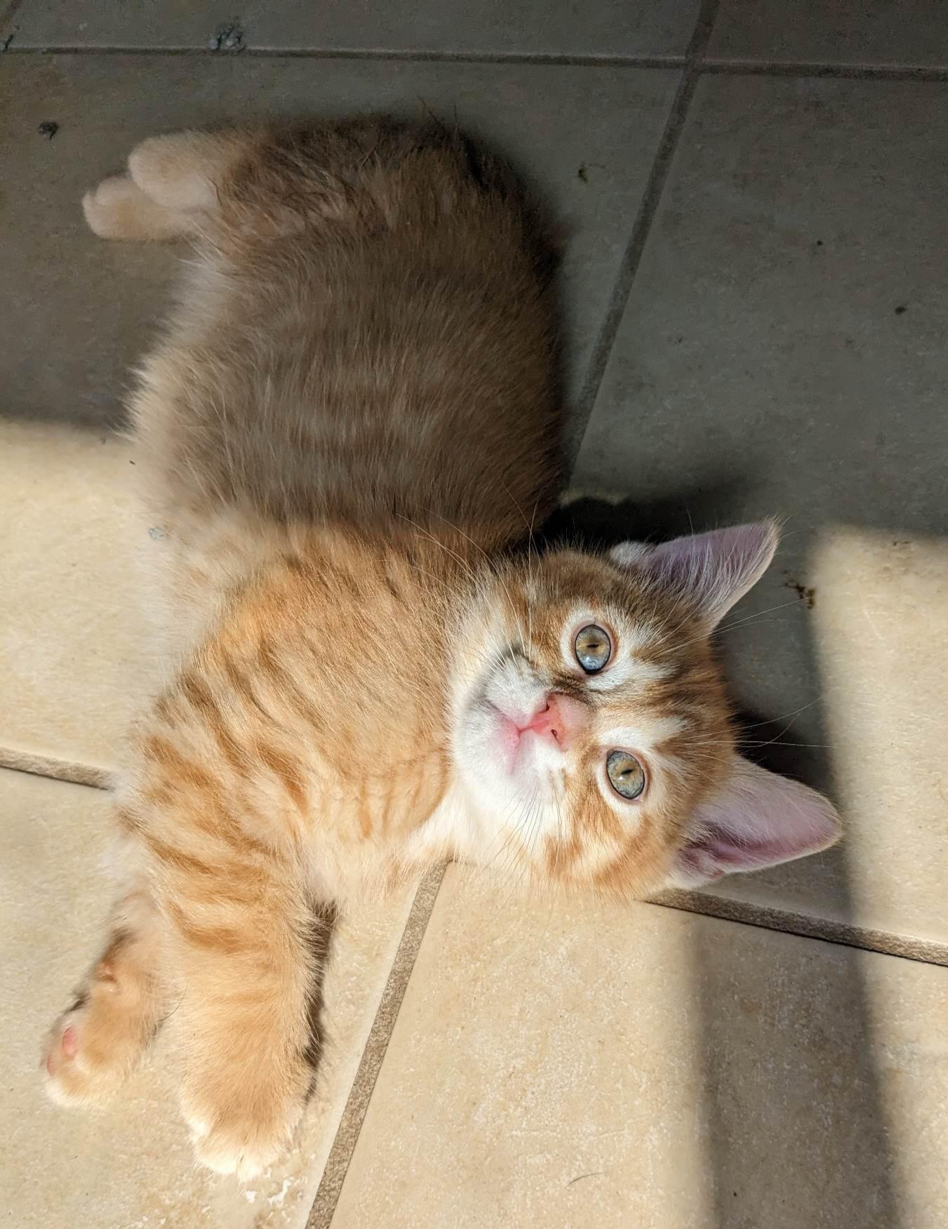 Jake, a Adopted Domestic Short Hair in Guelph, ON image 4/5
