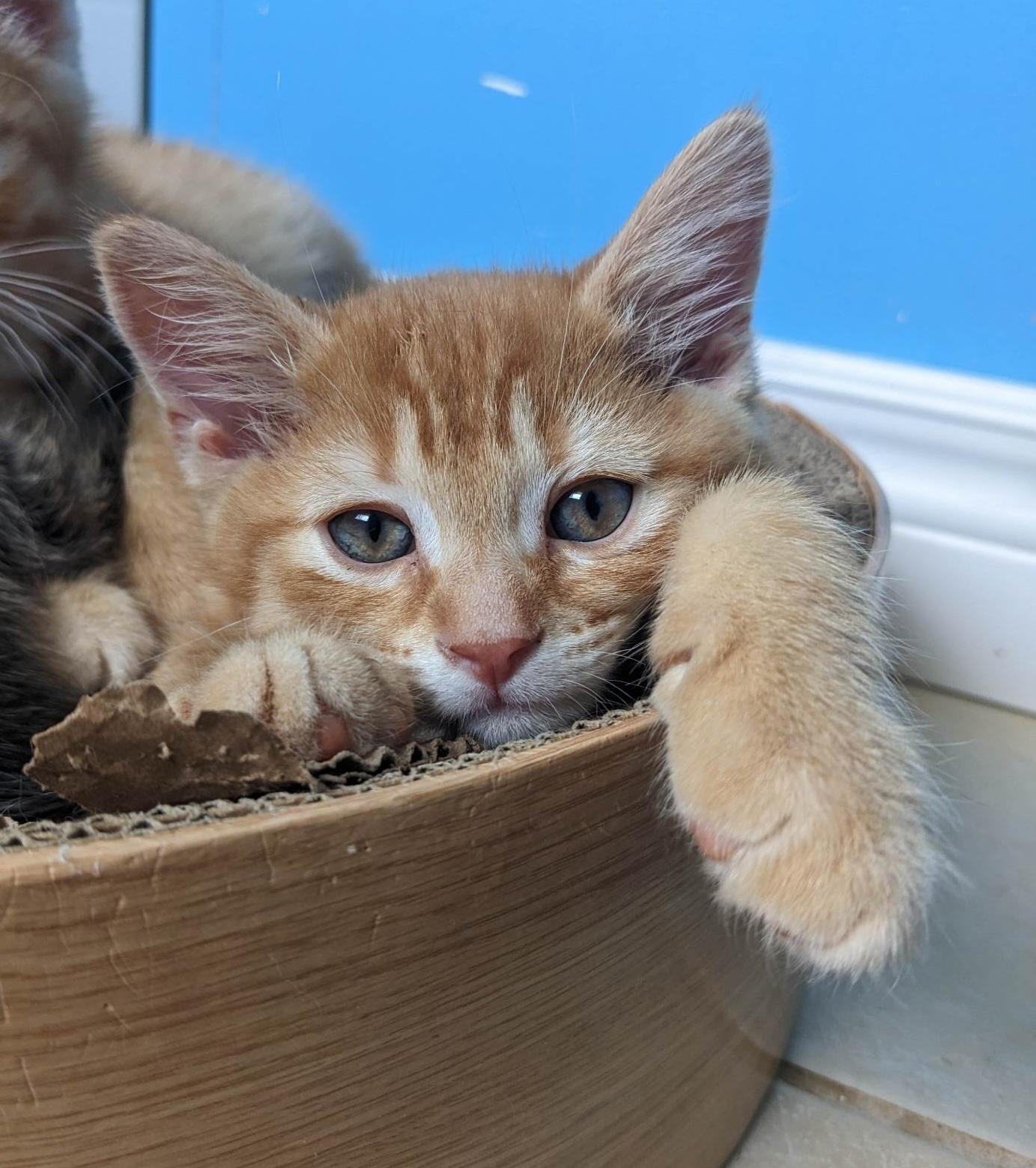 Jake, a Adopted Domestic Short Hair in Guelph, ON image 5/5