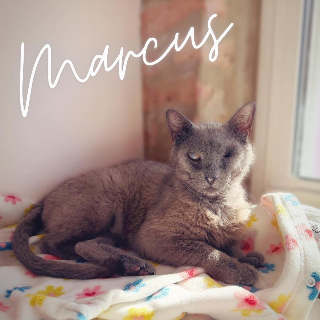 Marcus, Adoptable, Senior Male Domestic Short Hair.