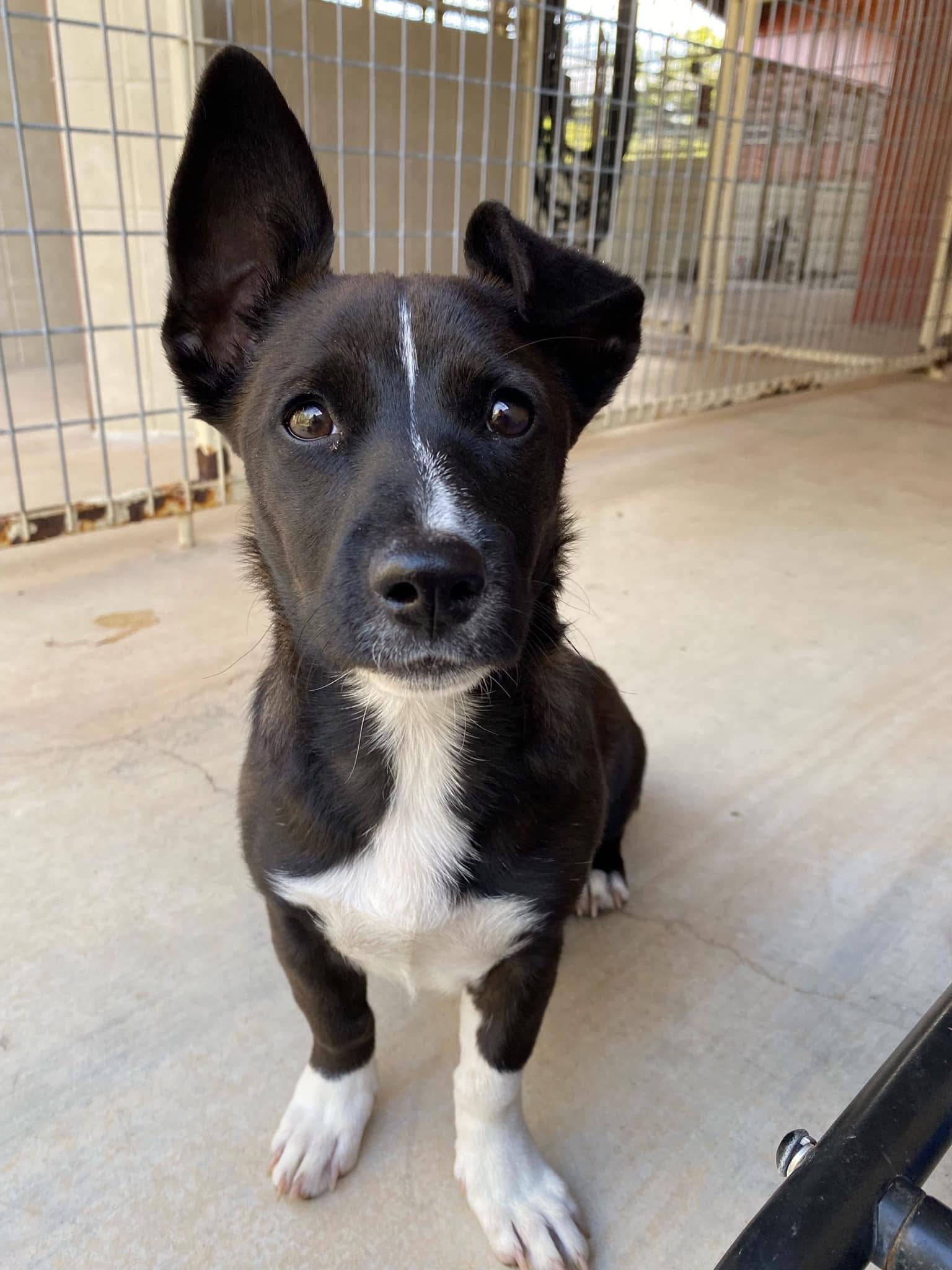 Shortstack, Adoptable, Puppy Female Terrier.
