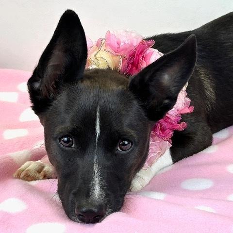 Enlarge Shortstack, an adoptable mixed breed in Kerrville, TX image 3/5