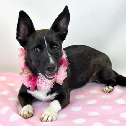 Enlarge Shortstack, an adoptable mixed breed in Kerrville, TX image 1/5