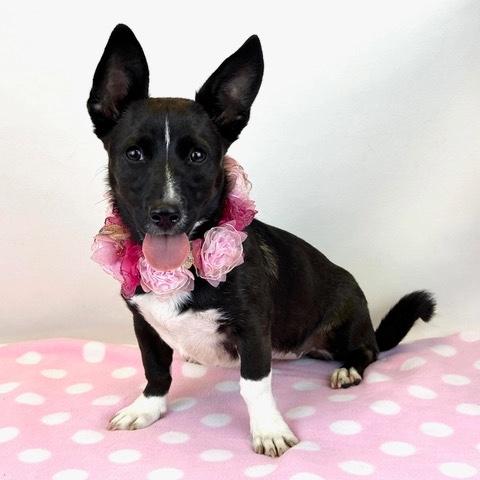 Enlarge Shortstack, an adoptable mixed breed in Kerrville, TX image 2/5